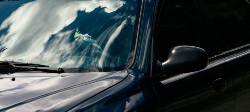 parrot driving a car
